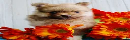 Pomeranian dogs for sale: Apollo - Ad 10