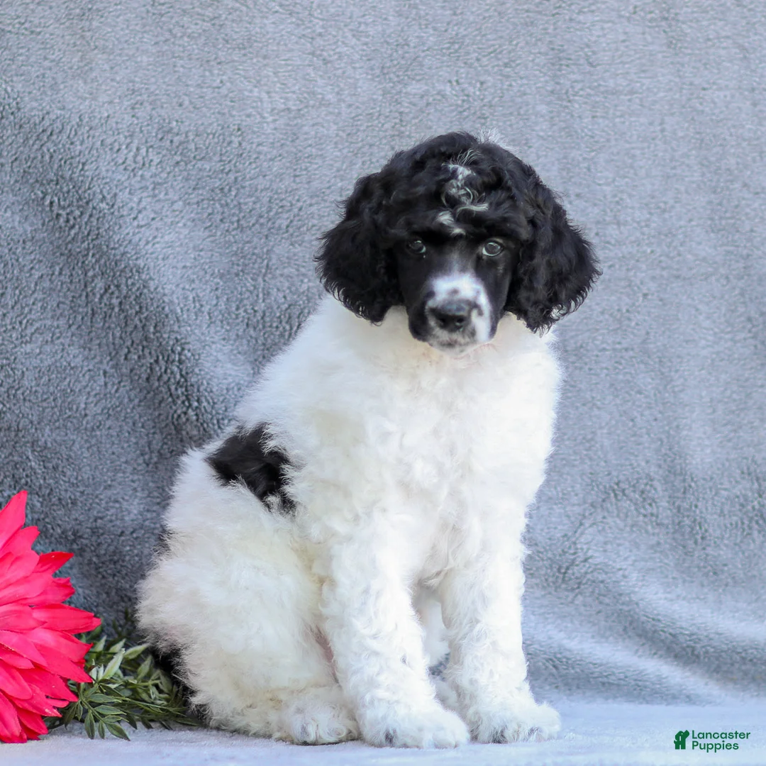 Standard Poodle dogs for sale: Fifi - Ad 2