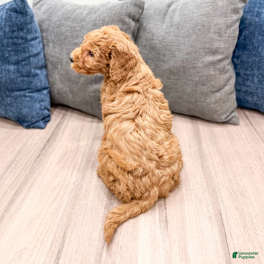 Goldendoodle dogs for sale: Callie - Ad 5