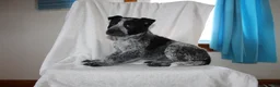 Australian Cattle Dog dogs for sale: Watson - Ad 6