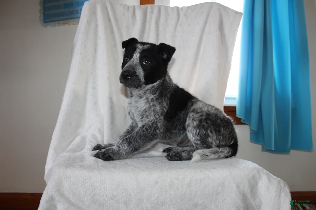 Australian Cattle Dog dogs for sale: Watson - Ad 6