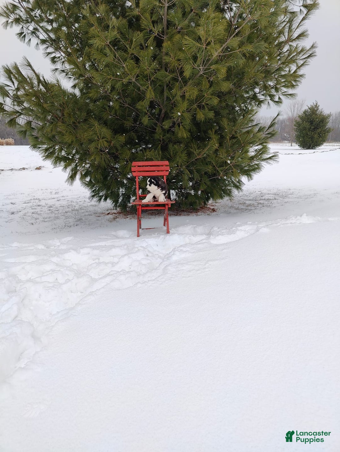 Siberian Husky dogs for sale: Prince Caspian - Ad 14