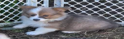 Welsh Corgi Pembroke dogs for sale: Dazzling Danny - Ad 26
