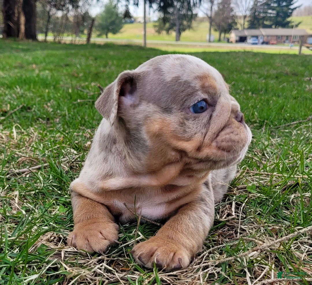 English Bulldog dogs for sale: Pebbles - Ad 2
