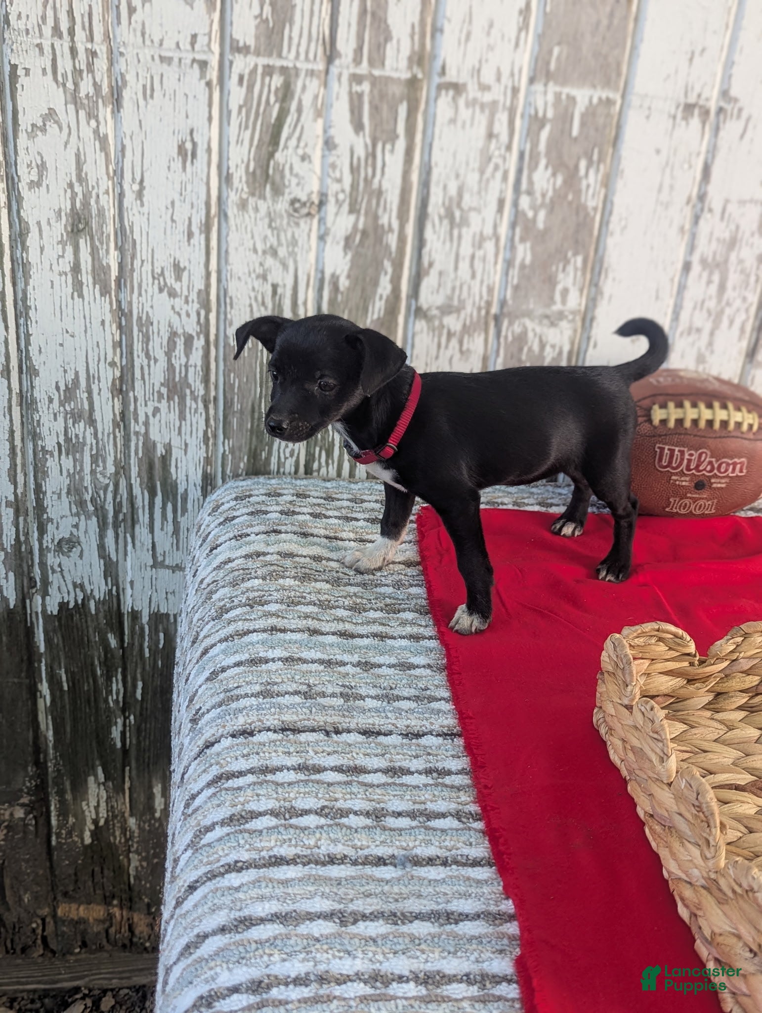 Chihuahua dogs Twinkles - Ad 23