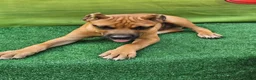 Cane Corso dogs for sale: ACE - Ad 4