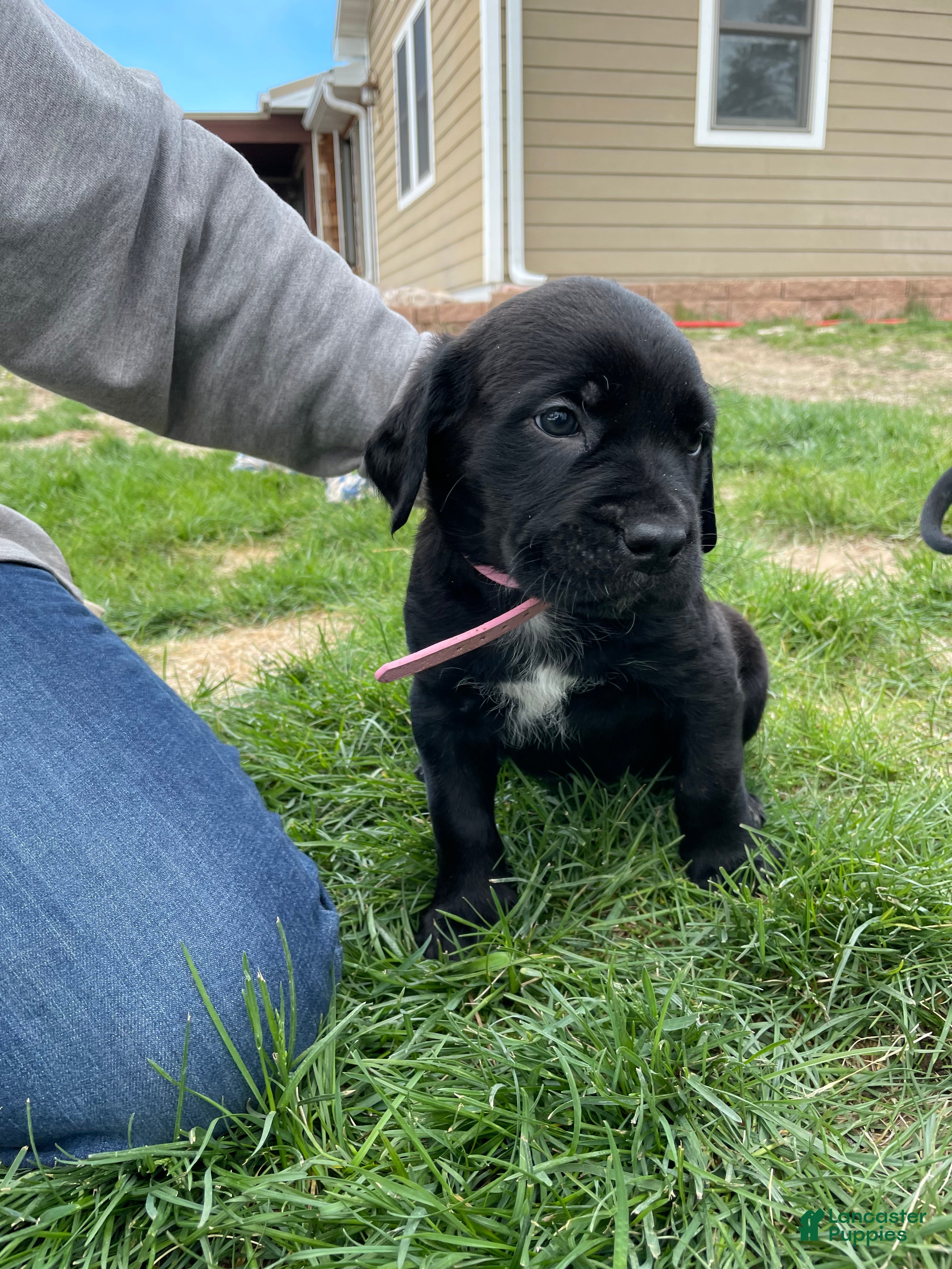 Cane Corso dogs for sale: Cane Corso Puppy 7 - Ad 1
