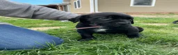 Cane Corso dogs for sale: Cane Corso Puppy 7 - Ad 1