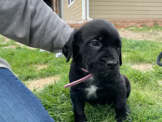 Cane Corso dogs for sale: Cane Corso Puppy 7 - Ad 1
