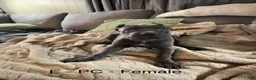 Cane Corso dogs for sale: Cane Corso gray - Ad 12