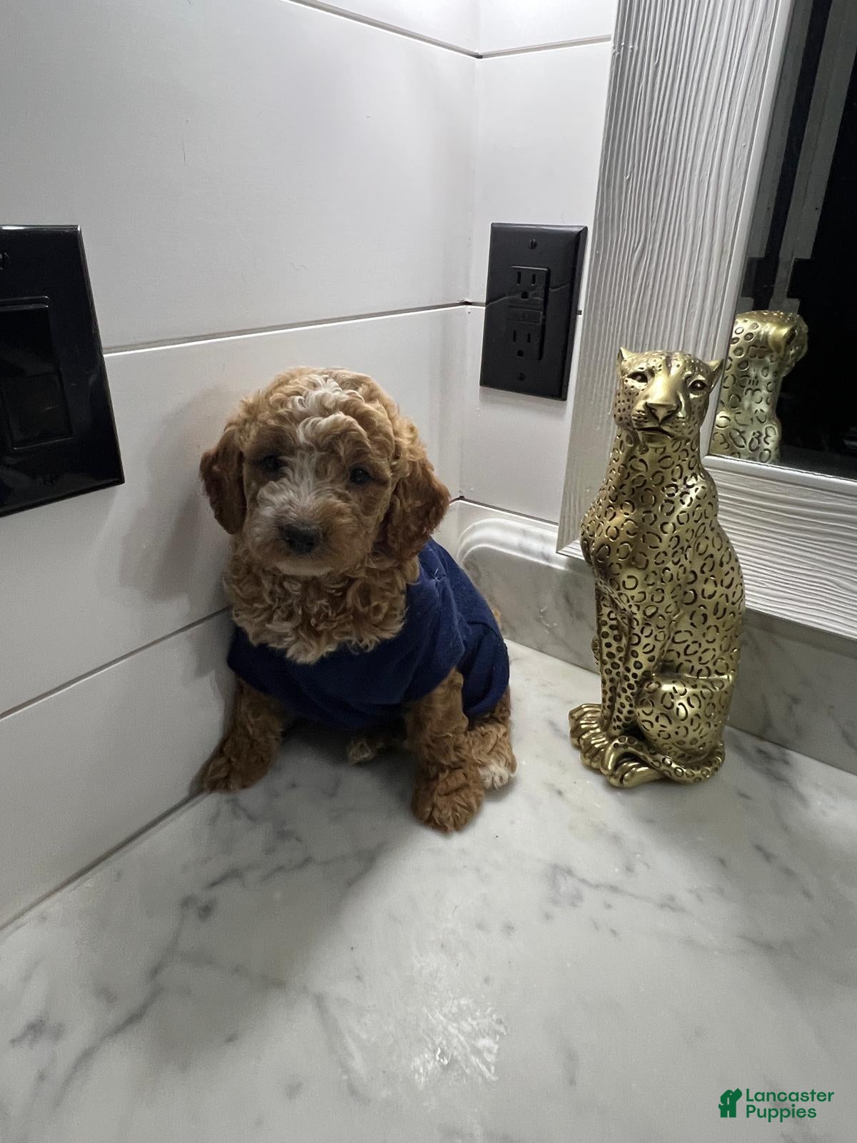 Toy Poodle dogs Biscuit 🤎 - Ad 15