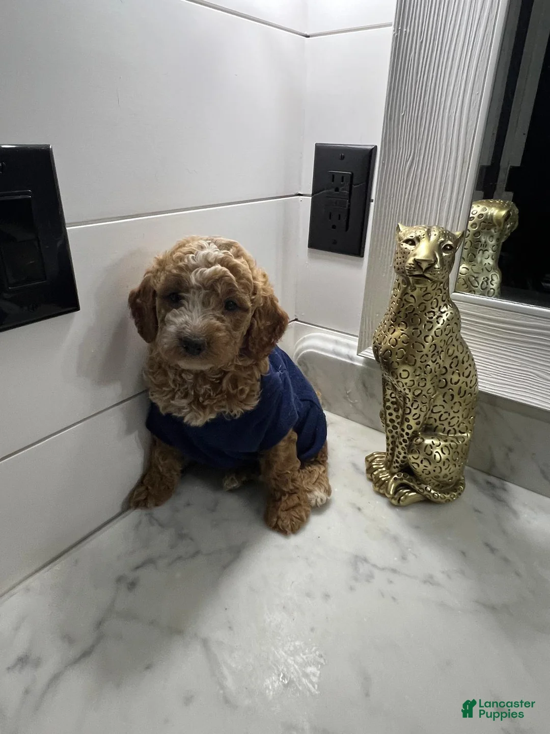 Toy Poodle dogs for sale: Biscuit 🤎 - Ad 1