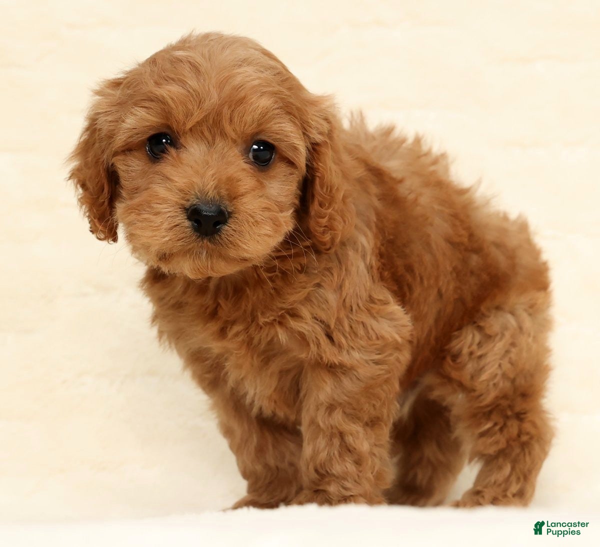 Cockapoo dogs Bear - Ad 8