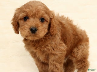 Cockapoo dogs Bear - Ad 8