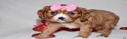 Cavalier King Charles Spaniel dogs for sale: Oona - Ad 4