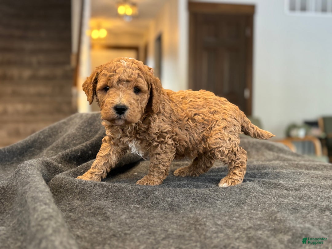Goldendoodle dogs for sale: Mojo - Ad 4