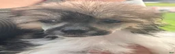 Chinese Crested dogs for sale: Striker  - Ad 1
