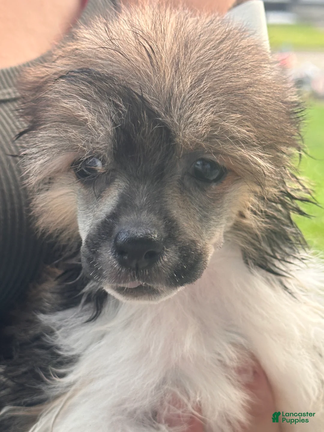 Chinese Crested dogs for sale: Striker  - Ad 1