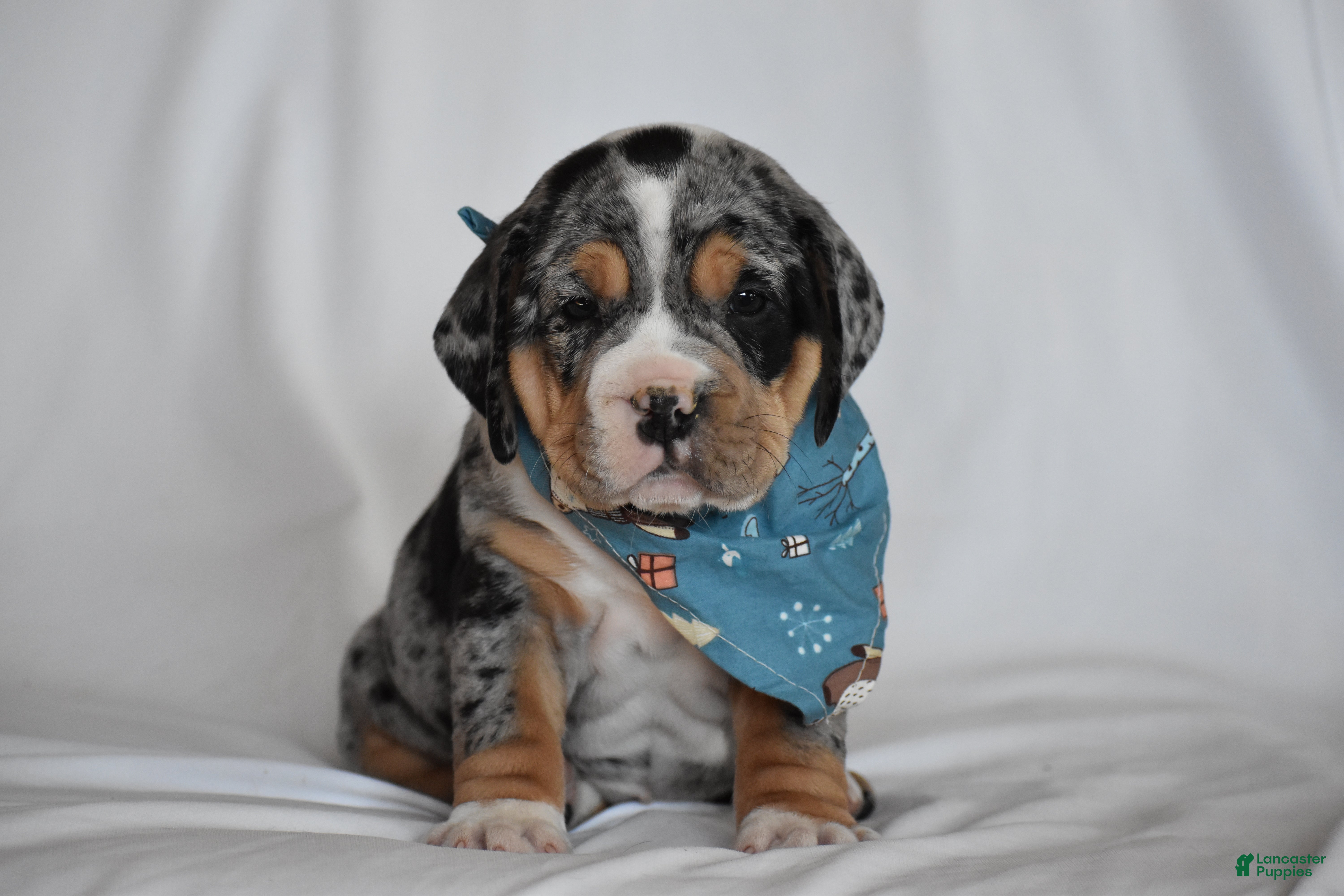 Beabull dogs Giselle - Ad 1