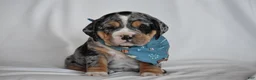 Beabull dogs for sale: Giselle - Ad 1