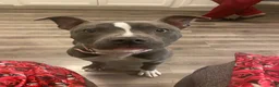 American Bully dogs for sale: American Bully 1 - Ad 3