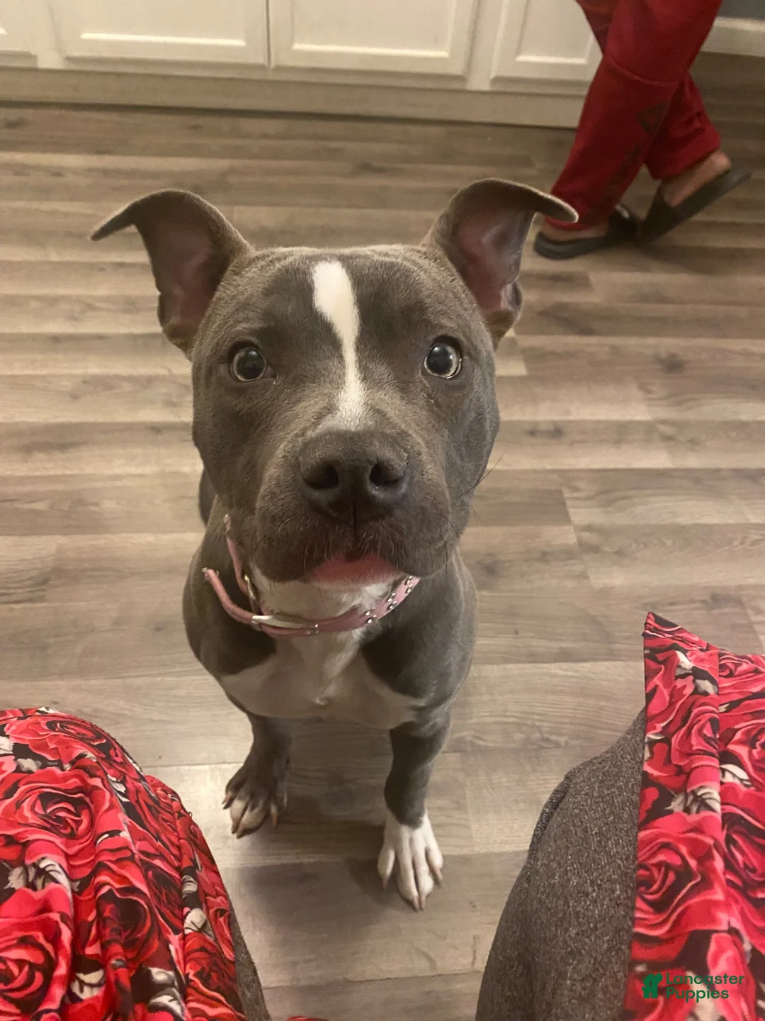 American Bully dogs for sale: American Bully 1 - Ad 3