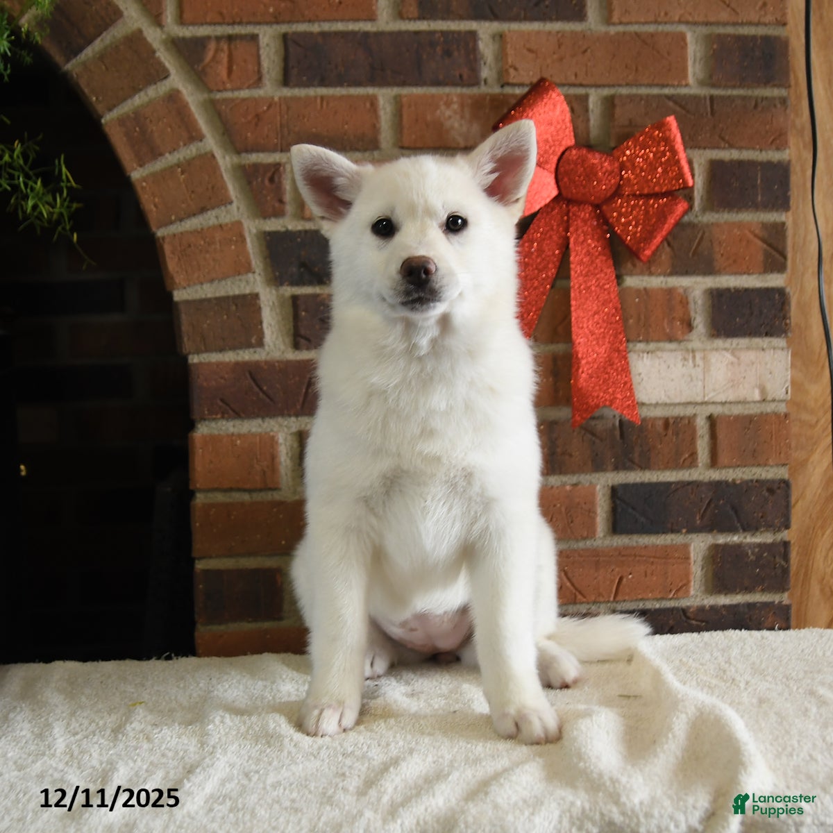 Pomsky dogs Kenzie - Ad 8