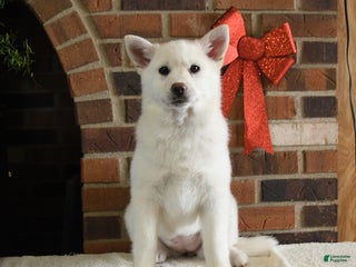 Pomsky dogs Kenzie - Ad 3