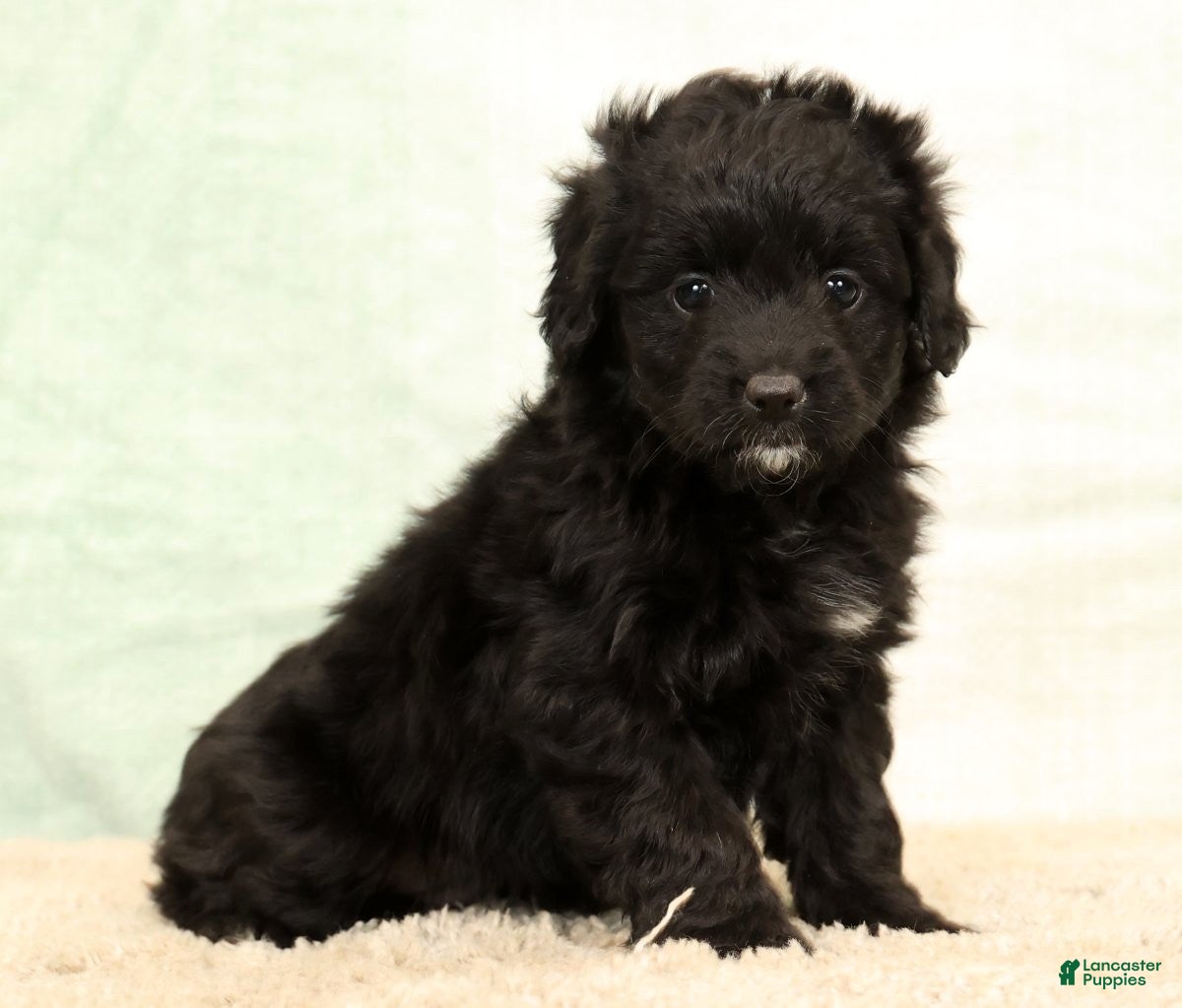 Mini Aussiedoodle dogs Suzie - Ad 26