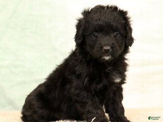 Mini Aussiedoodle dogs Suzie - Ad 26