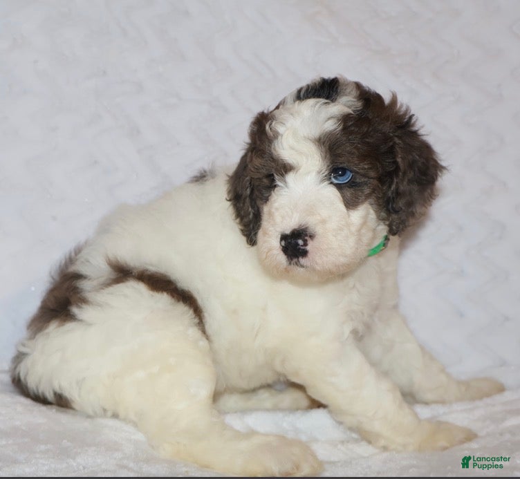 Mini Goldendoodle dogs for sale: Rochelle  - Ad 2