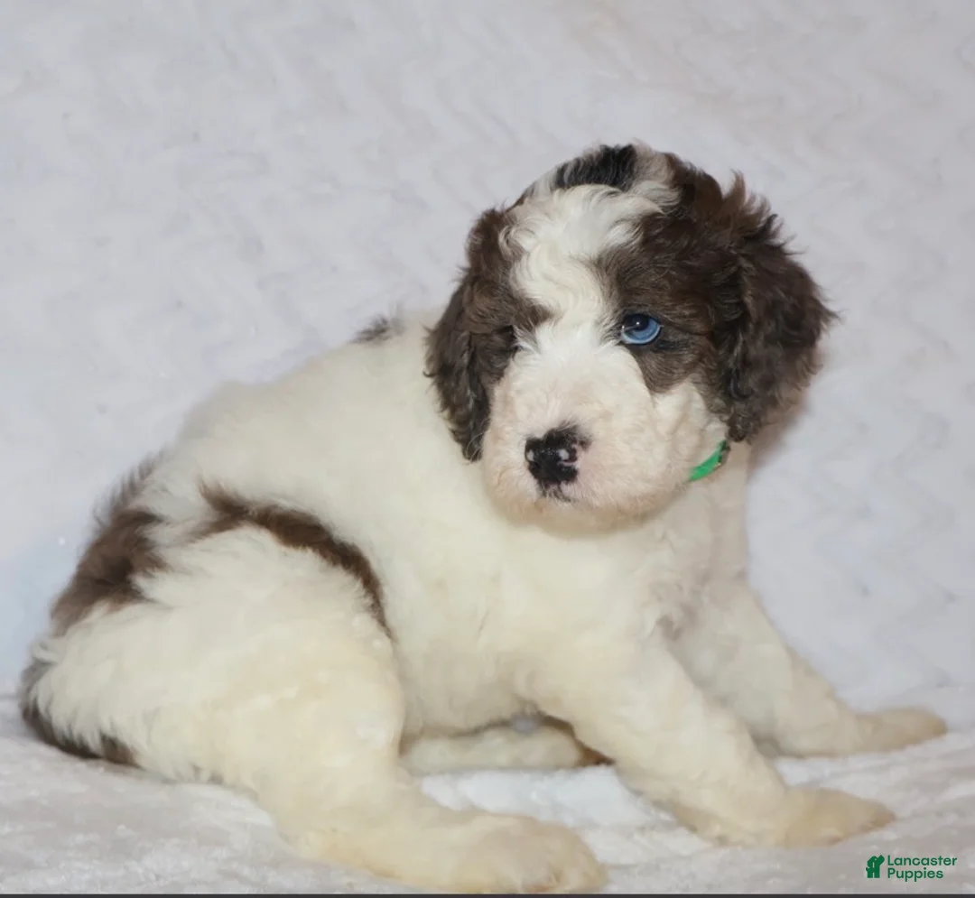 Mini Goldendoodle dogs for sale: Rochelle  - Ad 1