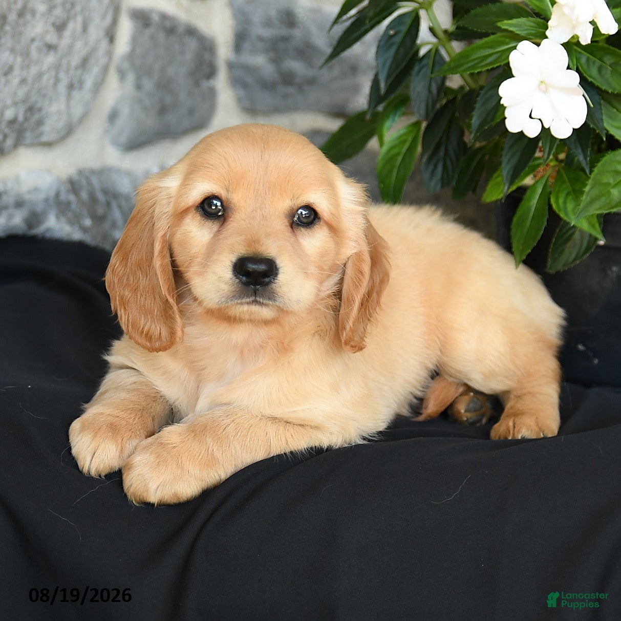 Miniature Golden Retriever dogs Wyatt - Ad 2