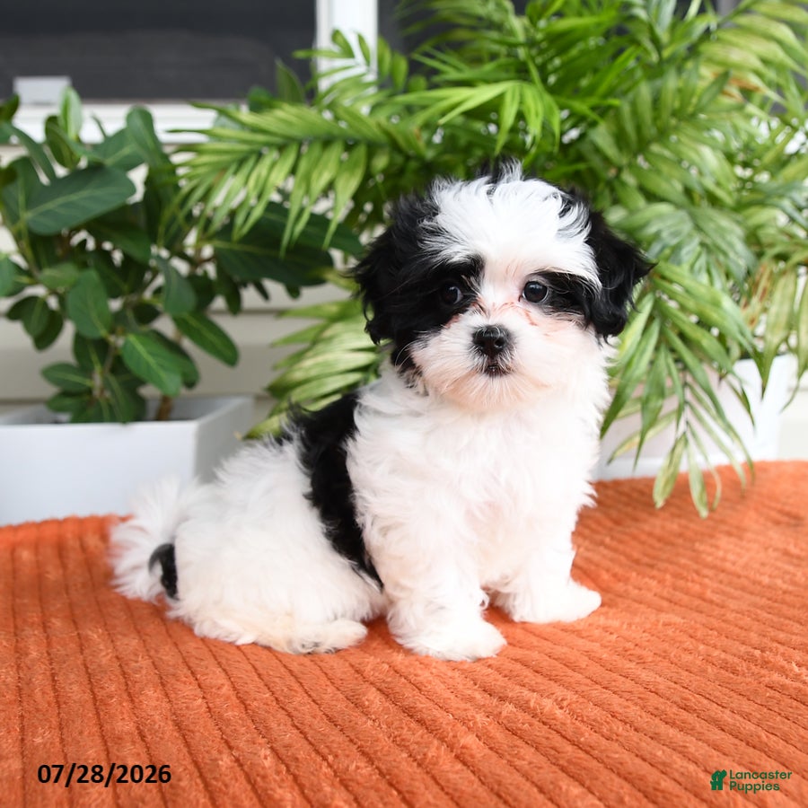 Malshi dogs Holly - Ad 2