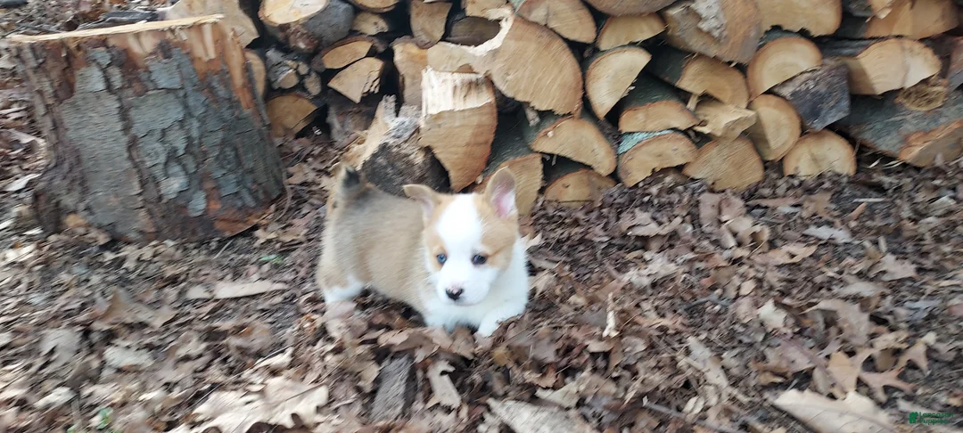 Welsh Corgi Pembroke dogs for sale: Welsh Corgi Pembroke Puppy 4 - Ad 3