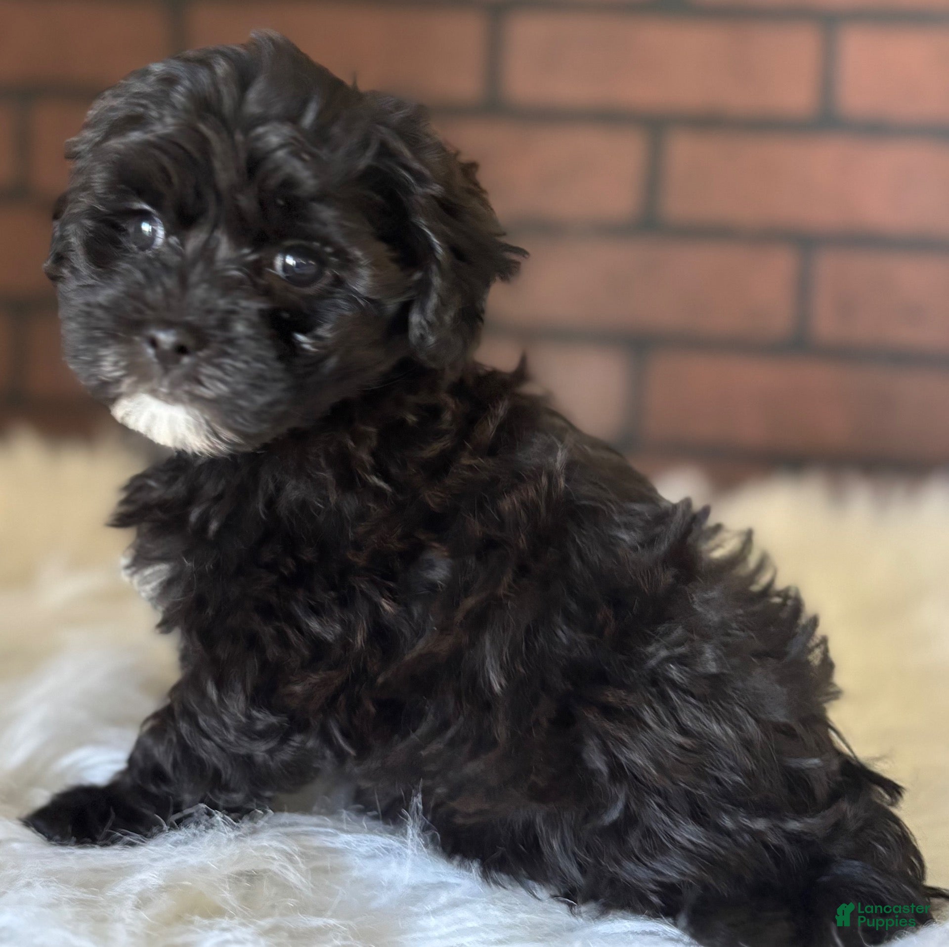 Maltipoo dogs Ace - Ad 2