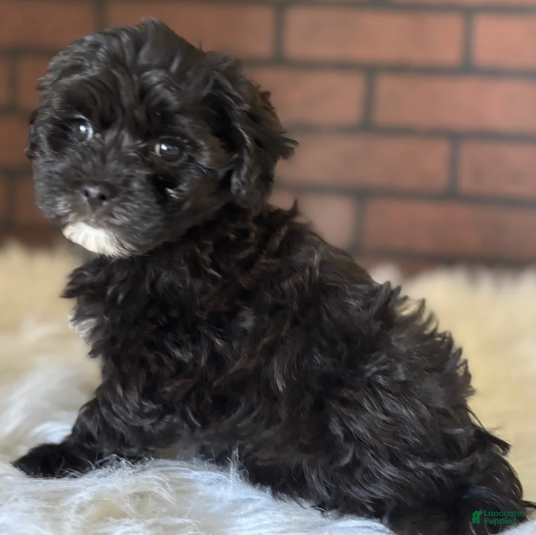 Maltipoo dogs for sale: Ace - Ad 2