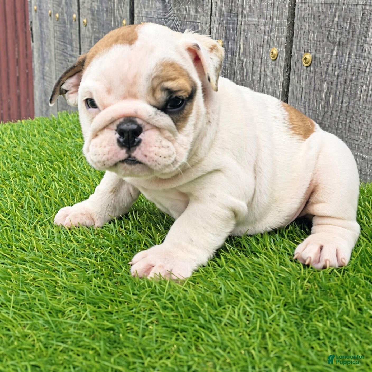 English Bulldog dogs Denver - Ad 2