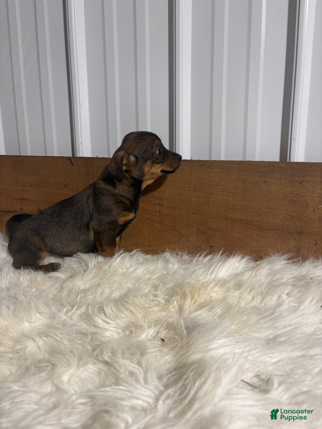 Mixed Breed dogs for sale: Mixed Breed Puppy 2 - Ad 2