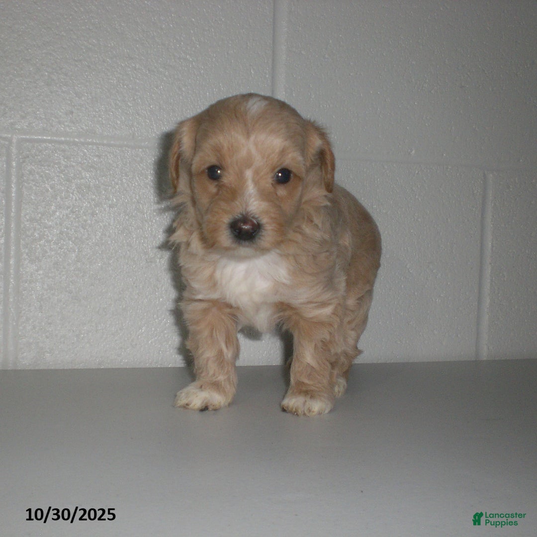 Yorkiepoo dogs for sale: Amber - Ad 22