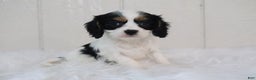 Cavalier King Charles Spaniel dogs for sale: Bella - Ad 2