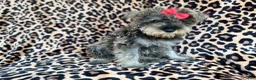 Miniature Schnauzer dogs for sale: Pixie - Ad 8