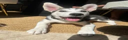Siberian Husky dogs for sale: Siberian Husky Puppy 1 - Ad 3