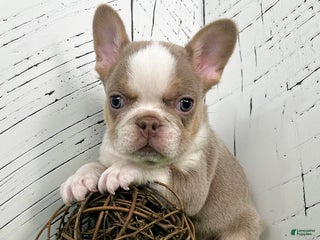 French Bulldog dogs Carlos - Ad 7