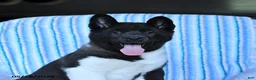 Akita dogs for sale: Reba - Ad 4