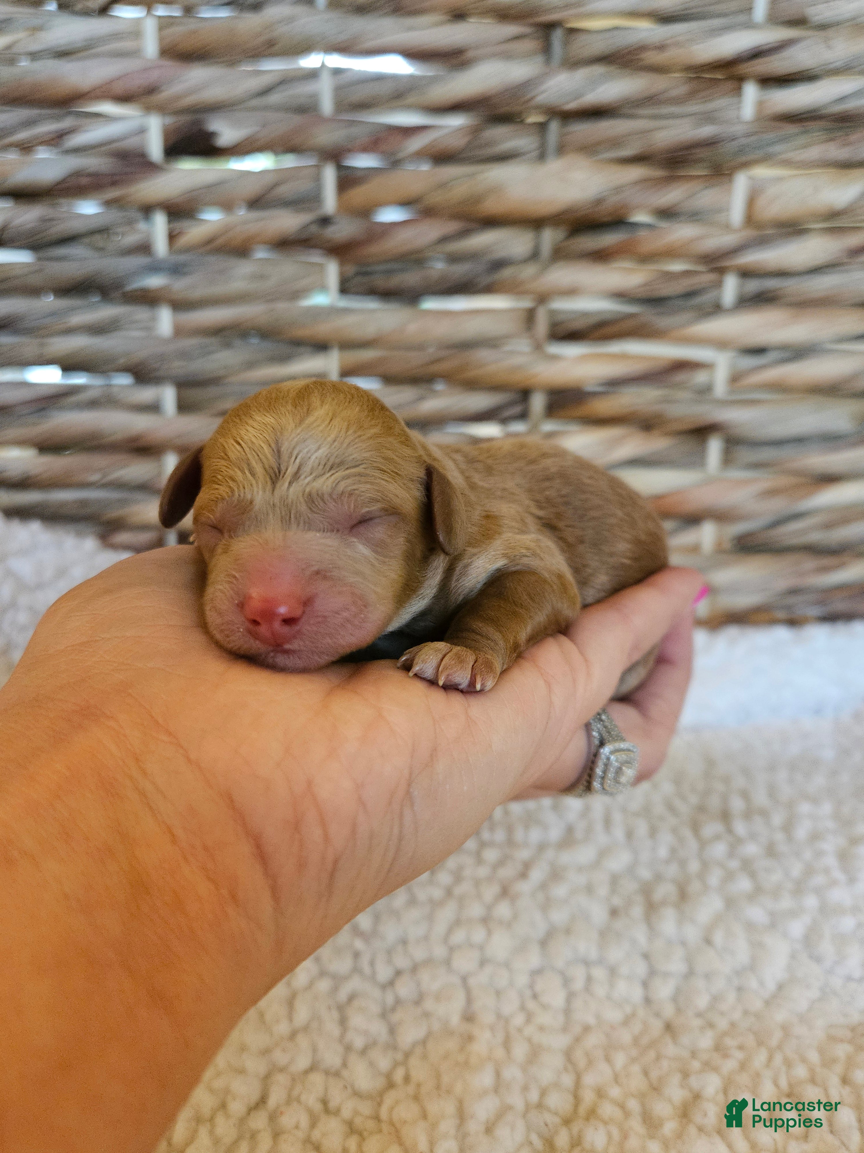 Cavapoo dogs Conway - Ad 23