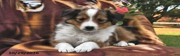 Shetland Sheepdog dogs for sale: Cocoa  - Ad 2
