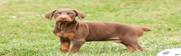 Doberman Pinscher dogs for sale: DUKE - Ad 8