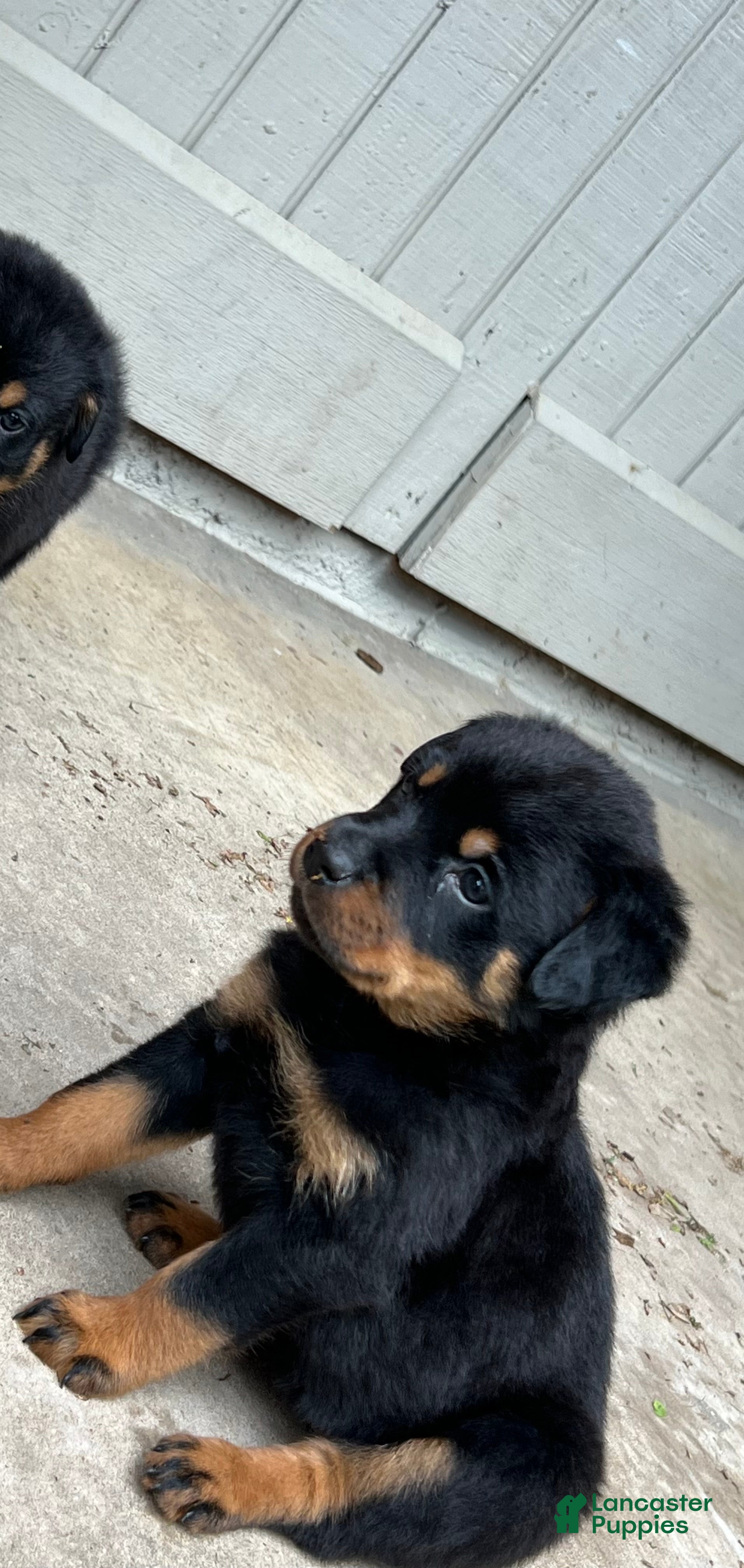 Rottweiler dogs Rottweiler Puppy 1 - Ad 25