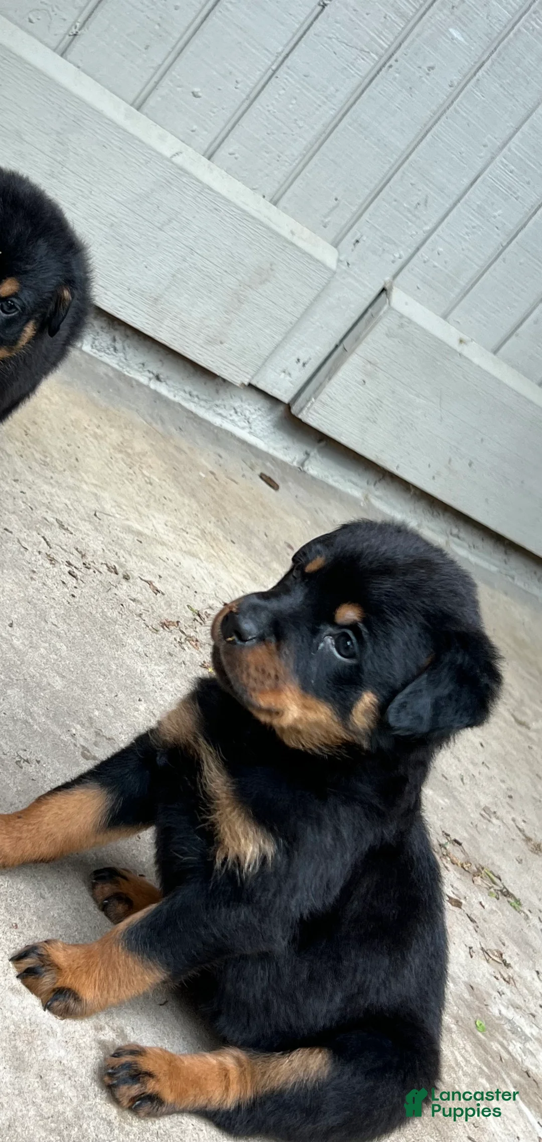 Rottweiler dogs for sale: Rottweiler Puppy 1 - Ad 1